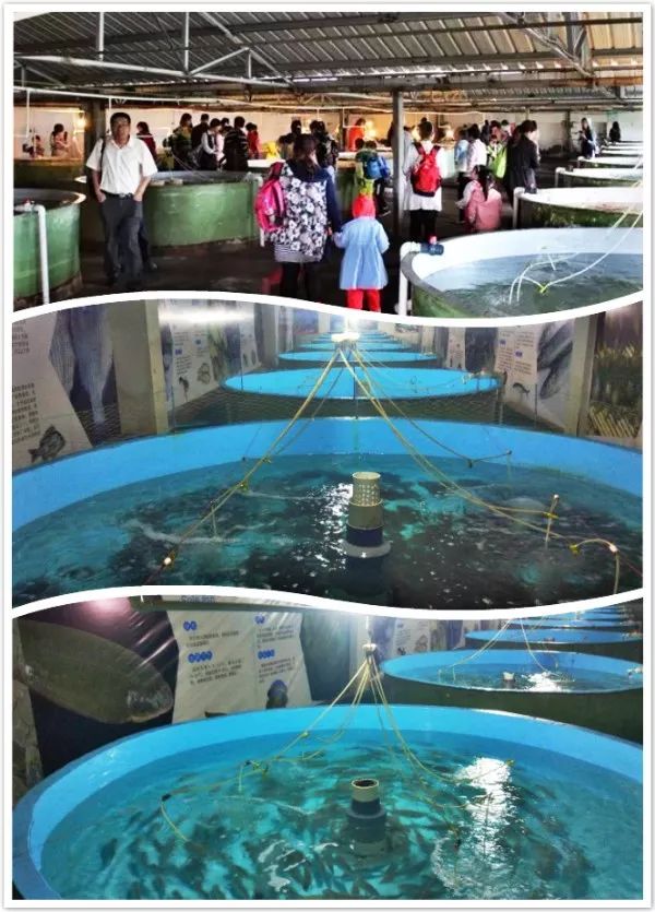 日照順風(fēng)陽(yáng)光海洋牧場(chǎng)最新游玩攻略 盡享夏日海洋樂(lè)趣